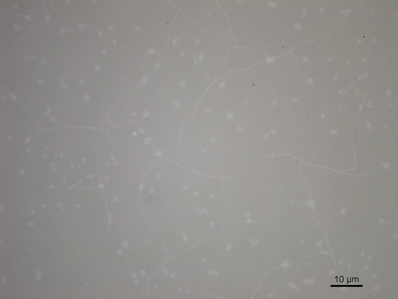 Monolayer Graphene on Quartz