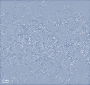 Basic pH Graphene Oxide Water Dispersion (0.4 wt% Concentration)