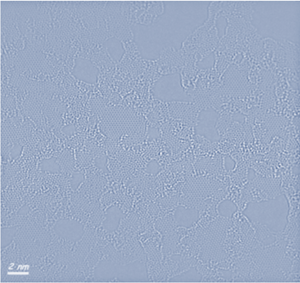 Highly Concentrated Graphene Oxide (2 wt% Concentration)