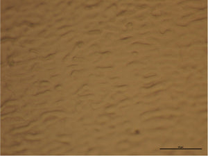 Monolayer Graphene on Cu