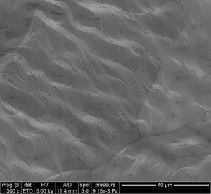 Monolayer Graphene on Cu