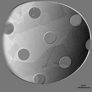 Suspended Graphene on TEM Grids (Quantifoil Gold)
