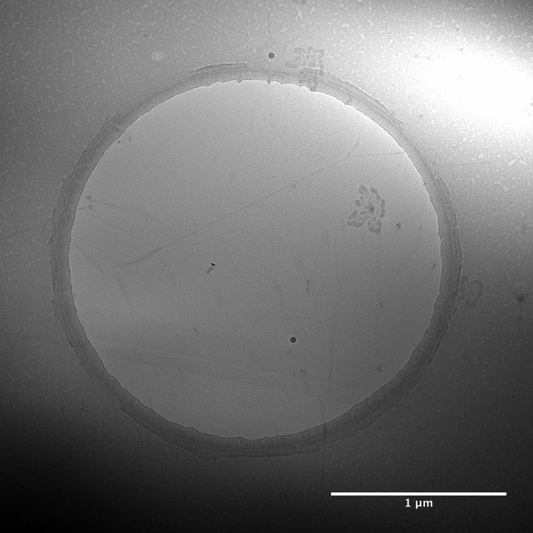 Suspended Graphene on TEM Grids (Quantifoil Gold)